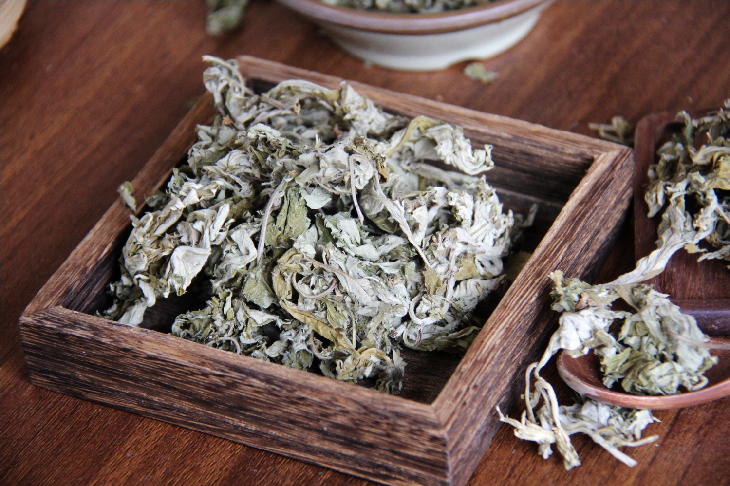 瑞龍中藥大講堂｜艾葉